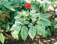 �ٻ�ɢ��Ҫ�ɷ�֮һ������